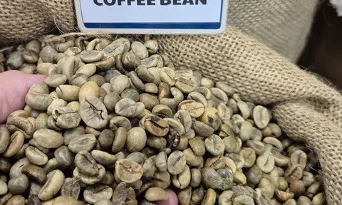Giá cà phê hôm nay 28-2: Biến động liên tục, Chủ tịch VICOFA nói gì?