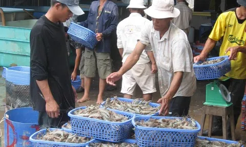 Tiềm ẩn rủi ro 'đứt gãy' thông tin truy xuất thủy sản