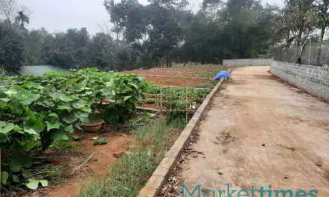 Hướng dẫn cách người dân phán ánh vi phạm đất đai qua đường dây nóng