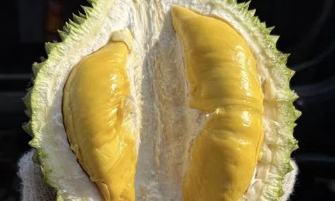 Giá sầu riêng Musang King rẻ đến bất ngờ