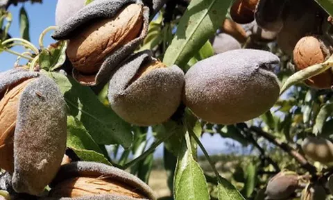 Đắt hơn cả sầu riêng, thanh long, một loại nông sản của Việt Nam đón tin vui xuất khẩu chưa từng có