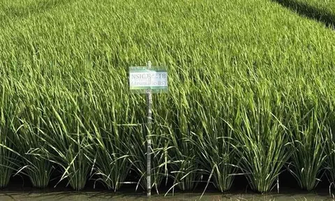 Giống lúa ĐNÁ ngon hàng đầu thế giới, mang đặc tính "quý hơn vàng": Vị thế ra sao so với ST25?
