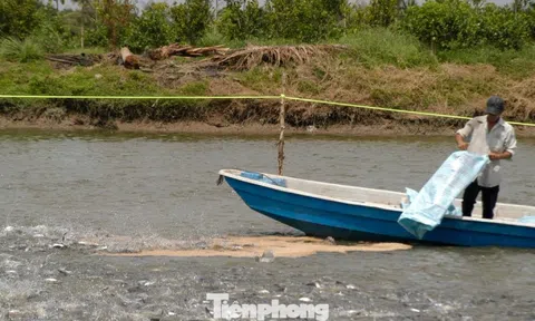 Giá cá tra tăng kỷ lục, vì sao người nuôi vẫn 'treo ao'?