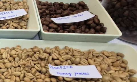 Giá cà phê hôm nay 7-3: Tăng tiếp, một loại cà phê đang được yêu thích vào vụ