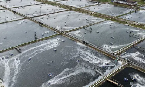 Không phải sầu riêng, Việt Nam vừa đón tin vui trăm triệu USD từ Trung Quốc và Nhật Bản