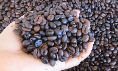 Giá cà phê hôm nay 10-3: Biến động trái chiều và xu hướng sắp tới