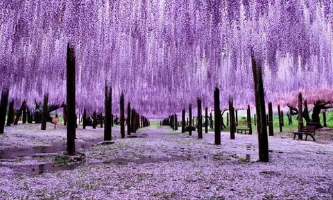 Bất chấp thị trường lên hay xuống, một cổ phiếu âm thầm tăng trần 15 phiên liên tiếp, thị giá nhân 3