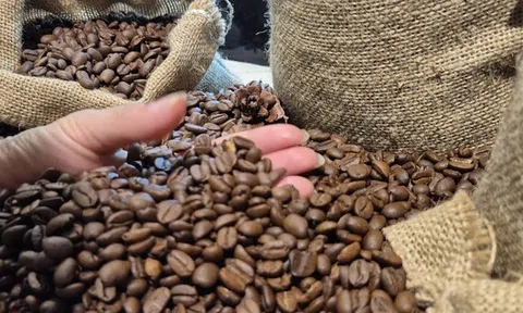 Giá cà phê hôm nay 11-3: Đồng loạt giảm giá, Indonesia sắp bước vào thu hoạch