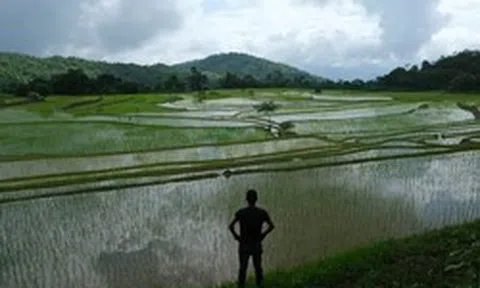 'Ông trùm' xuất khẩu gạo lớn nhất thế giới tiếp tục đón sóng gió
