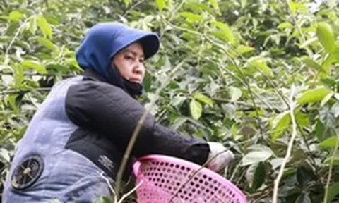 Thủ phủ nhót ở Hà Nội mất mùa, rớt giá