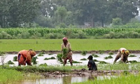 Quốc gia mua nhiều gạo Việt Nam nhất có động thái ‘lạ’