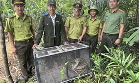 CLIP: Trăn gấm bò vào khu dân cư ở Đà Nẵng