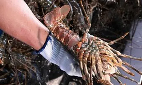 Trung Quốc mạnh tay mua tôm hùm của Việt Nam
