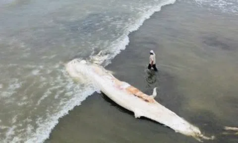 Xác cá voi dài gần 10 m dạt vào bờ biển