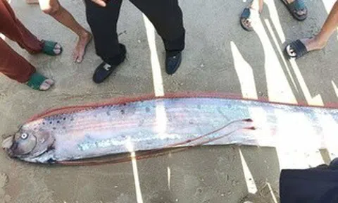 Cá Mái chèo dài gần 4 m dạt vào bờ biển ở Lâm Đồng, người hiếu kỳ vây quanh