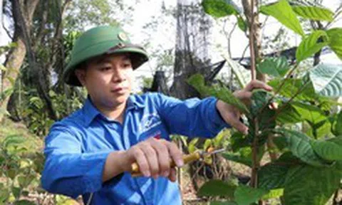 Sở hữu hơn 1ha loại cây trốn nắng ra "vàng", chàng trai trẻ ở Phú Thọ thu lãi hàng tỷ đồng