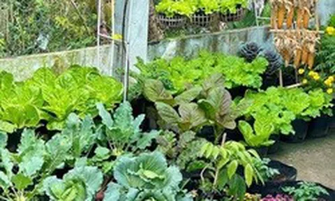 Ngỡ ngàng nam công nhân biến khoảng sân trọ 3m2 thành vườn rau quả "lúc lỉu"