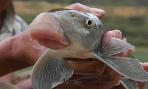 Giá chục triệu 1 kg, "thuỷ quái mõm lợn" ở Phú Thọ chỉ vua chúa và giới quý tộc mới được ăn