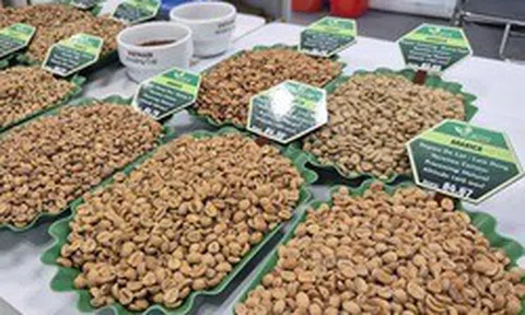 Giá cà phê hôm nay 26-3: Xuất hiện loại cà phê hơn 8 triệu đồng/kg