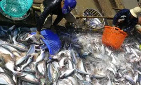 Đề xuất giảm thuế nhập khẩu về 0% các loại phân bón, nguyên liệu sản xuất phân bón, thuốc bảo vệ thực vật