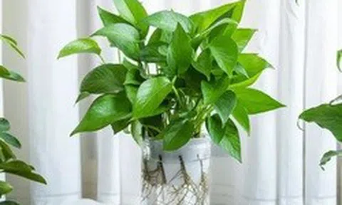 3 loại cây giúp tâm trạng tốt lên từng ngày: Biết trồng còn khỏe “toàn thân”