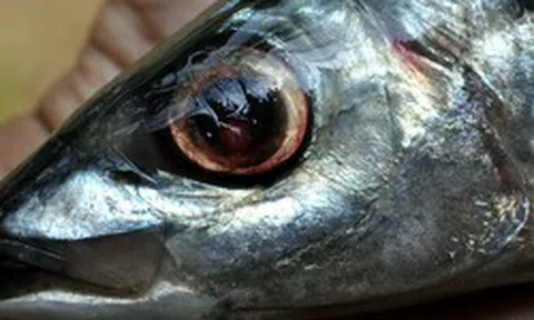 Chuyên gia Mỹ khen loại cá "tốt nhất thế giới", hóa ra ở Việt Nam hễ ra chợ là thấy