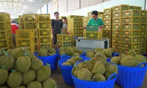 Xuất khẩu sầu riêng sang Trung Quốc tăng gần 400%