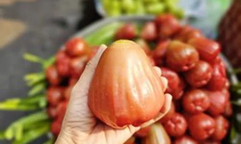 3-4 trái mận hồng giá 200.000 đồng, khách vẫn xuống tiền mua