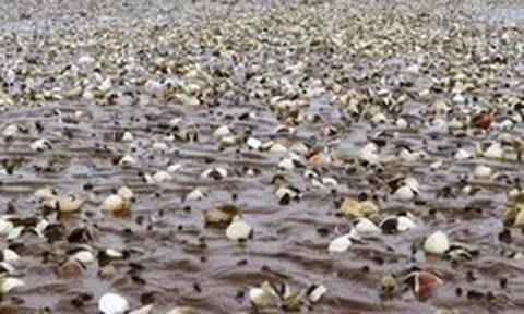 Quảng Ninh cảnh báo nguy cơ ngao chết hàng loạt do bệnh truyền nhiễm đặc biệt nguy hiểm