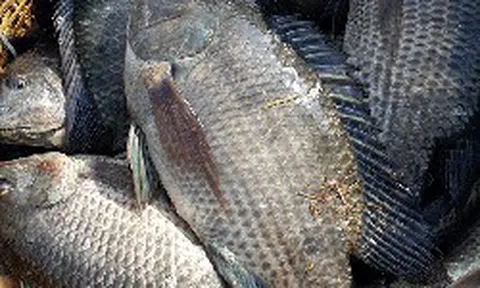 Loài cá bán đầy chợ ở Việt Nam đang được thế giới săn đón