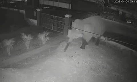 VIDEO: Voi rừng "đi dạo" trên quốc lộ, phá rào vào trường học