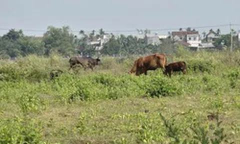 Công trình hơn 185 tỷ làm gần 1 thập kỷ không xong, thành nơi chăn thả bò