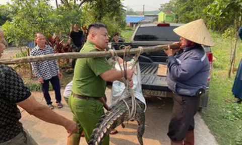 Bất ngờ phát hiện cá sấu nặng 50 kg lạc vào kênh mương nội đồng