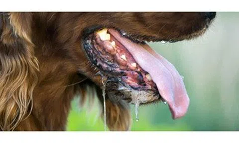 Một người ở Tây Ninh tử vong sau 2 lần bị chó nhà cắn và cào vào tay