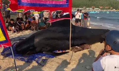 Cá Ông nặng 2 tấn dạt vào bờ biển Vịnh Hòa, người dân 3 lần đẩy ra biển nhưng bất thành
