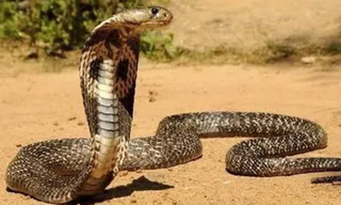 Rắn hổ mang chúa, tê tê bò vào vườn nhà dân ở Lâm Đồng