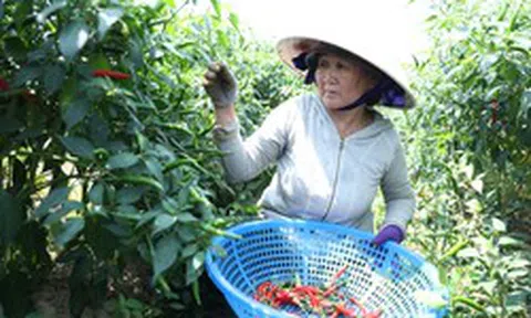 Giá ớt rớt thê thảm, nông dân Quảng Ngãi điêu đứng