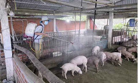 Cần Thơ phát hiện dịch tả heo châu Phi tại 4 xã, phường