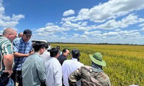 Giống lúa Việt Nam 'gây bão' tại Cuba, Phó Chủ tịch nước Cuba đích thân xuống thị sát