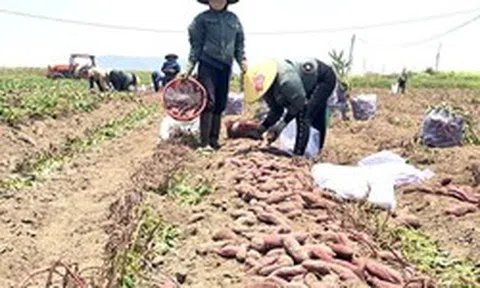 Giá khoai lang lao dốc, còn 5.000 đồng/kg, nông dân thua lỗ nặng