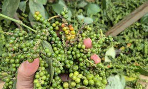 Một doanh nghiệp xuất khẩu hồ tiêu bị lừa đảo mất gần 16 tỉ đồng tại Pakistan