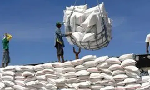 Giá lúa gạo tiếp đà tăng, gạo thơm chạm ngưỡng 500 USD/tấn