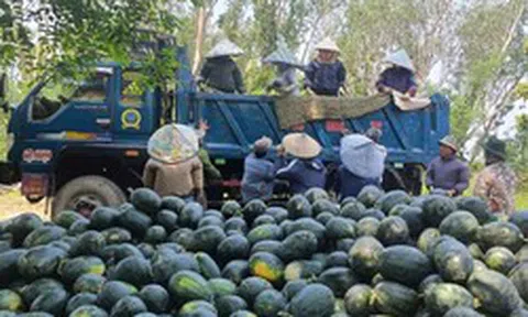 Dưa hấu được mùa, nông dân thấp thỏm tìm đầu ra