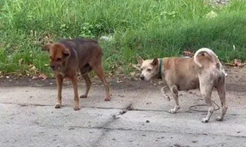 Chủ quán thịt cầy bất ngờ sợ nước, sợ gió rồi tử vong do bệnh dại