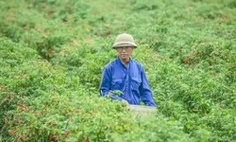 Giá ớt bất ngờ lao dốc mạnh