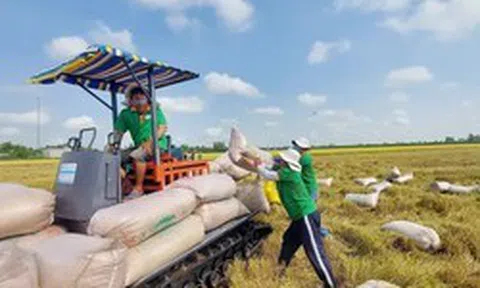 Giá lúa gạo tăng mạnh