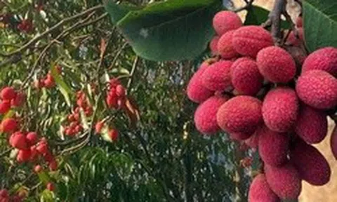 Thứ quả ‘chín đỏ rừng’ từng không ai hái: Nay bỗng thành đặc sản ‘nhà giàu’, giá 125.000 đồng/kg vẫn khó mua