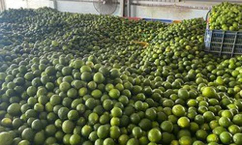 Khách Hàn 'sốc' với một loại quả bán đầy chợ Việt chỉ vì: "Ở Hàn là 200.000 đồng 1 cân"