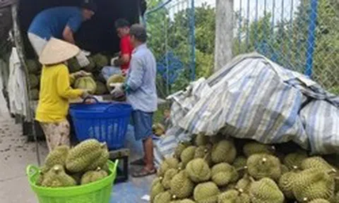 Sầu riêng rớt giá thê thảm