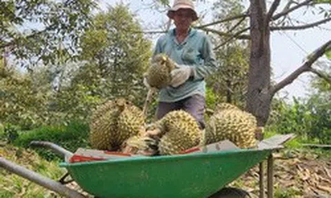 Sầu riêng lại rớt giá